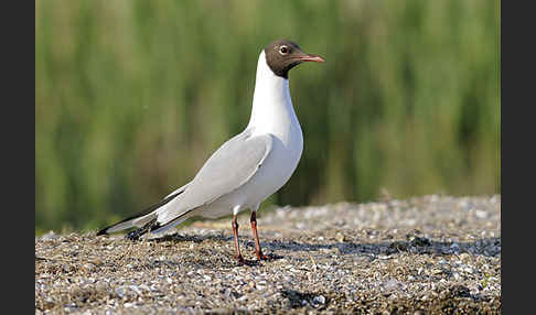 Lachmöwe (Larus ridibundus)