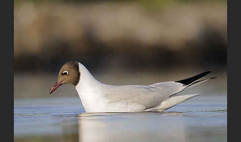 Lachmöwe (Larus ridibundus)