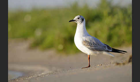 Lachmöwe (Larus ridibundus)