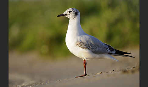 Lachmöwe (Larus ridibundus)