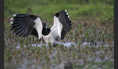 Kiebitz (Vanellus vanellus)