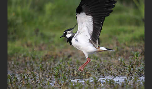 Kiebitz (Vanellus vanellus)