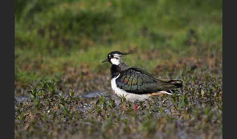 Kiebitz (Vanellus vanellus)