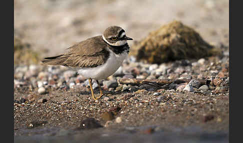 Flußregenpfeifer (Charadrius dubius)