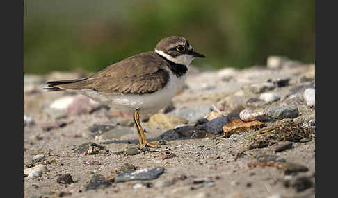 Flußregenpfeifer (Charadrius dubius)