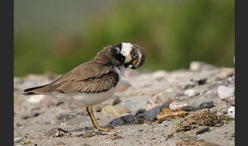 Flußregenpfeifer (Charadrius dubius)