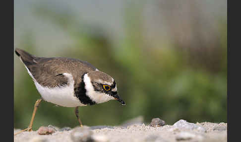 Flußregenpfeifer (Charadrius dubius)