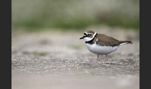 Flußregenpfeifer (Charadrius dubius)