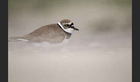 Flußregenpfeifer (Charadrius dubius)