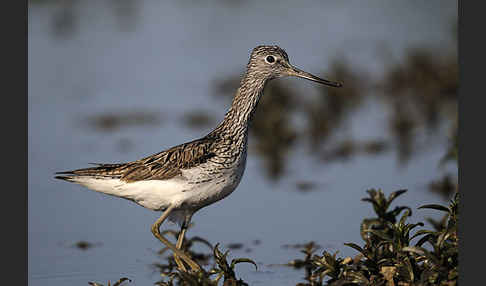 Grünschenkel (Tringa nebularia)