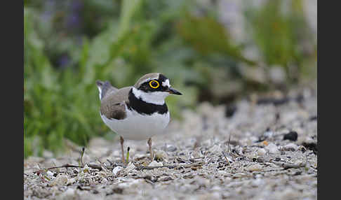 Flußregenpfeifer (Charadrius dubius)