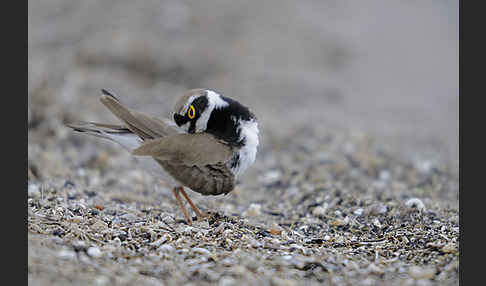 Flußregenpfeifer (Charadrius dubius)