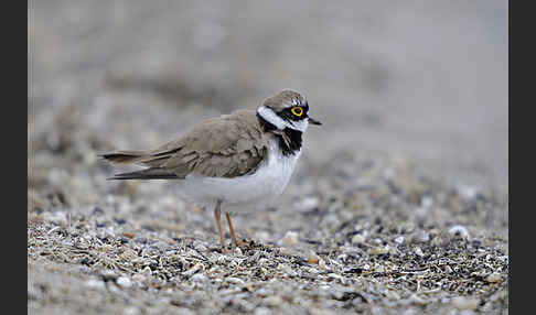 Flußregenpfeifer (Charadrius dubius)