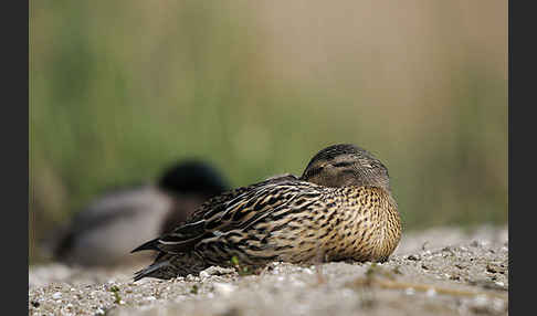 Stockente (Anas platyrhynchos)