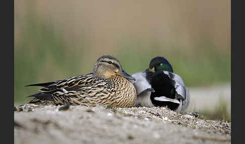 Stockente (Anas platyrhynchos)