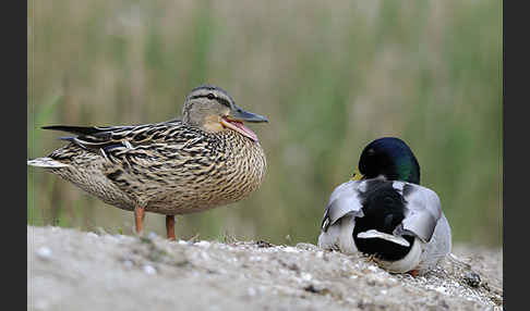 Stockente (Anas platyrhynchos)