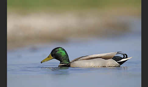 Stockente (Anas platyrhynchos)