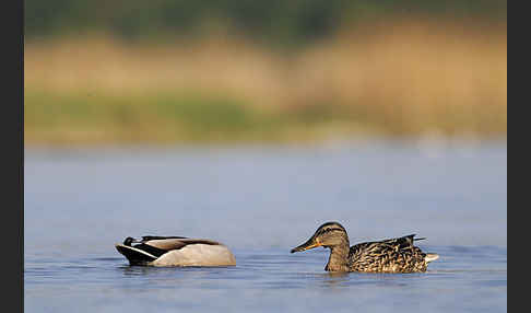 Stockente (Anas platyrhynchos)