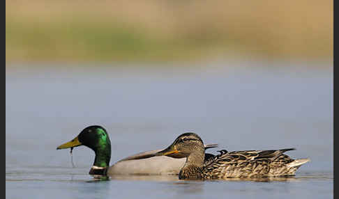 Stockente (Anas platyrhynchos)