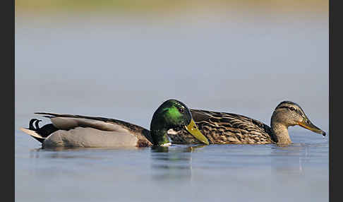 Stockente (Anas platyrhynchos)