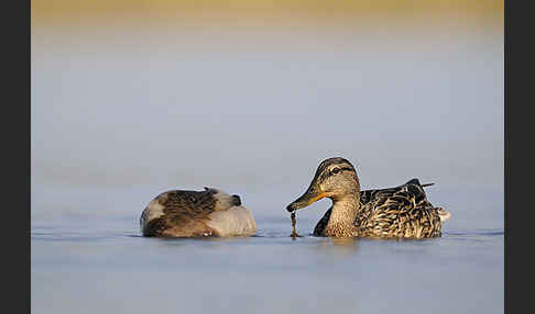 Stockente (Anas platyrhynchos)