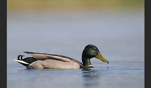 Stockente (Anas platyrhynchos)