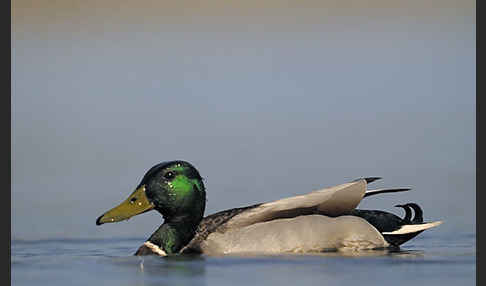 Stockente (Anas platyrhynchos)