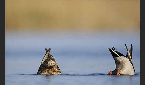 Stockente (Anas platyrhynchos)