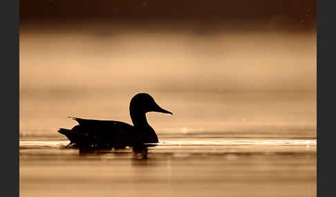 Stockente (Anas platyrhynchos)