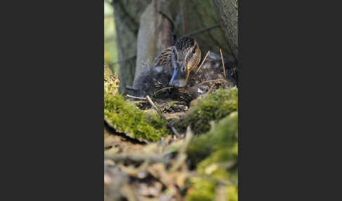 Stockente (Anas platyrhynchos)