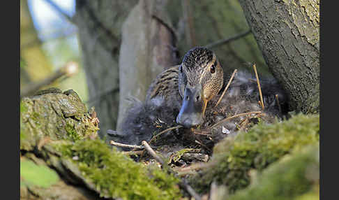 Stockente (Anas platyrhynchos)