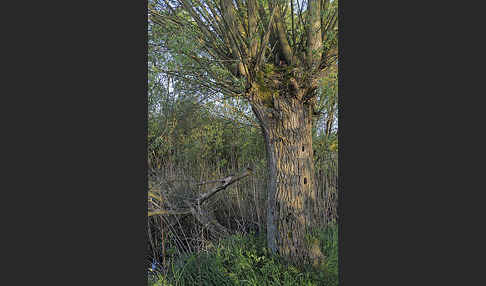 Stockente (Anas platyrhynchos)