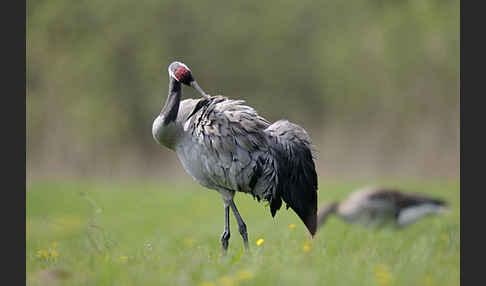 Kranich (Grus grus)