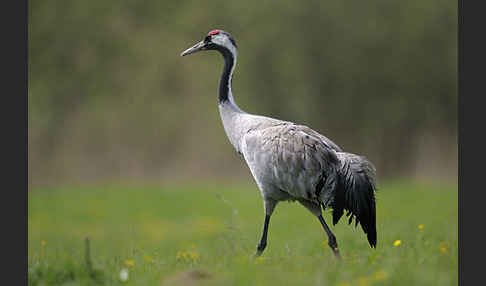 Kranich (Grus grus)