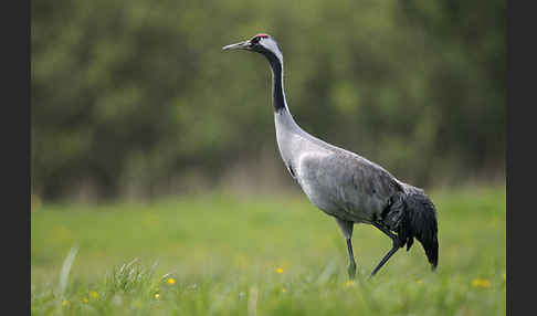 Kranich (Grus grus)