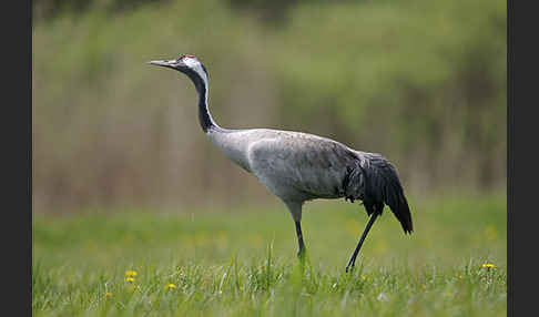 Kranich (Grus grus)