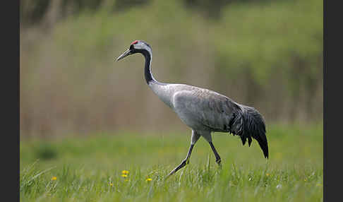 Kranich (Grus grus)