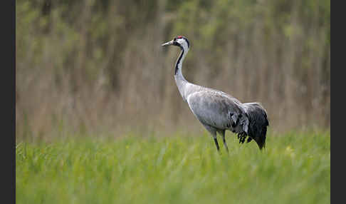 Kranich (Grus grus)