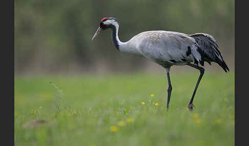 Kranich (Grus grus)