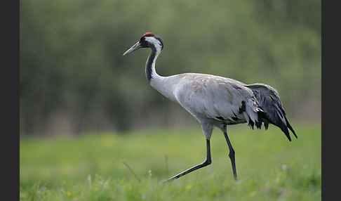 Kranich (Grus grus)