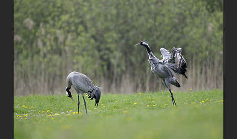 Kranich (Grus grus)