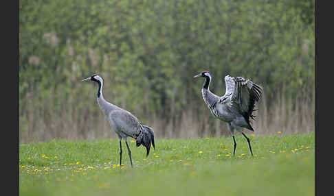 Kranich (Grus grus)