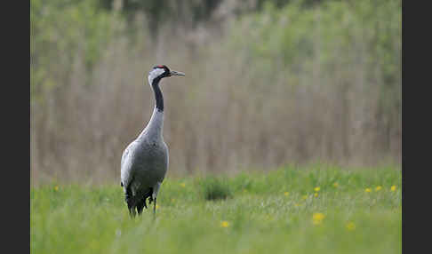 Kranich (Grus grus)