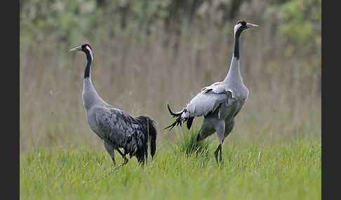 Kranich (Grus grus)