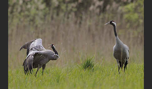 Kranich (Grus grus)