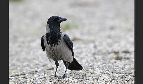 Nebelkrähe (Corvus corone cornix)