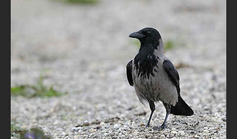 Nebelkrähe (Corvus corone cornix)