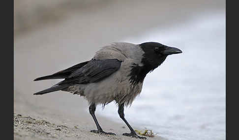 Nebelkrähe (Corvus corone cornix)