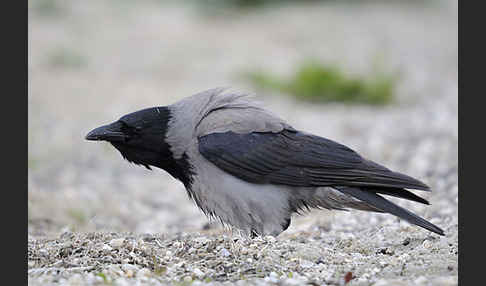 Nebelkrähe (Corvus corone cornix)