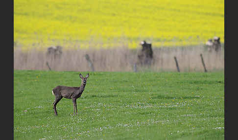 Rehwild (Capreolus capreolus)